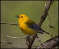 _6SB9917 prothonotary warbler